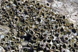 Barnacle fruits and the barnacle itself emit a yellow/green glow and green/purple particle clouds similar to those observed from the unknown artifacts. Live Staticflickr Com 1451 25748539424 4b231890