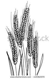 Ripe Rye Ears Of Corn In A Field With Leaves Vector Freehand Drawing Sketch Ears Of Corn How To Draw Ears Basic Drawing
