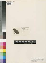 Image result for Rytigynia sp. C