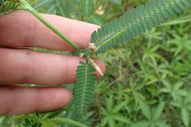 Image result for Aeschynomene indica