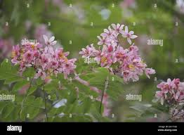 Image result for Cassia javanica