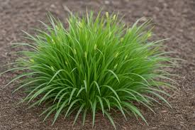 Image result for Carex