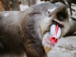 Any of several closely related primates. Alzheimer S Researchers Bring In The Baboons Being Patient