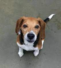 Adopt Jake Foster Or Forever Home Needed On Petfinder Adoptable Beagle Pet Finder Beagle Dog