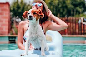 Image result for Recreation Pets Dogs Names