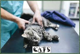 Limping, hunchback, awkward position when. Why Is My Cat Limping All Of A Sudden