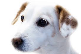 Hide this posting restore restore this posting. Reputable Dog Rescues Colorado Citizens For Canine Welfare