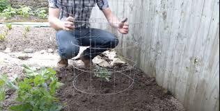 Growing zucchini vertically saves space. Grow Cantaloupe In A Tomato Cage 6 Super Easy Steps
