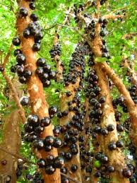 Jabuticaba The Beautiful Tree That Grows The Fruit On Its Trunk 1001 Gardens Fruit Trees Beautiful Tree Fruit