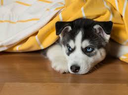 Maybe you would like to learn more about one of these? What Happens If You Sneak A Dog Into Your Apartment American Kennel Club