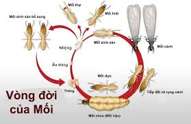 Vòng đời của loài mối - Các giai đoạn phát triển | Pestakill
