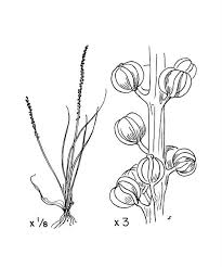 Image result for Triglochin striata