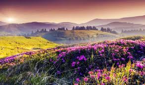 Check spelling or type a new query. Valley Of Flowers Deeray Travels