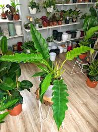 Filodendron Narrow Philodendron Narrow Plants Philodendron Indoor Plant Care