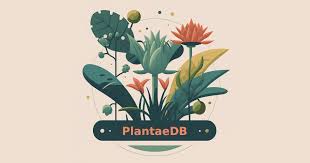 Image result for Rutidea fuscescens