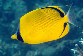 Our florida keys location gives us the ability to deliver the best marine life possible. Chaetodon Semeion Colorful Fish Tropical Fish Aquarium Fish
