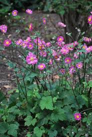 Image result for Aneilema nicholsonii