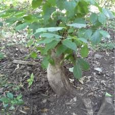 Image result for Bivinia jalbertii