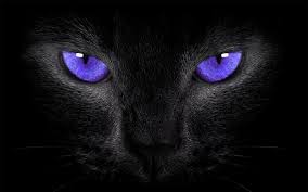 Are black cats really evil and misfortunate spirits? Black Cat Symbolism What Does It Mean Spiritual Unite