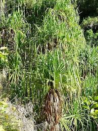 Image result for Pandanaceae