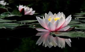 Ada beberapa gambar bunga terindah dan terunik yang tersebar didunia. Gambar Bunga Terate Psht Mekar