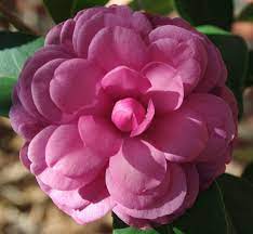 Camellia Japonica Early Autumn In My Yard 10 28 2015 Camellia Beautiful Pink Flowers Indoor Flowering Plants