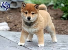 Find a shiba inu breeder in oregon. Miniature Shiba Inu Puppies For Sale Petfinder