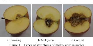 How to core an apple with a knife. Detection Of Moldy Core In Apples And Its Symptom Types Using Transmittance Spectroscopy Semantic Scholar
