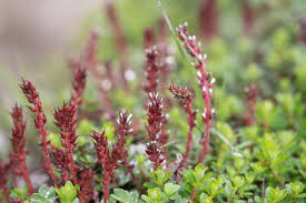 Image result for Silene burchellii