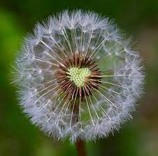 Digital Photography Classes At Betterphoto Com Dandelion Dandelion Clock Heart In Nature