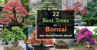 We did not find results for: 22 Best Trees For Bonsai Best Bonsai Plants Balcony Garden Web
