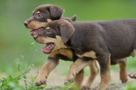 Coffee machine brands australian kelpie mix dog. Australian Kelpie Info Puppies Mix Temperament Pictures