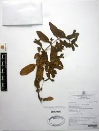 Image result for Aeollanthus suaveolens