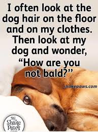 pin by nancy hatalsky on funny dog hair cat grooming dog love