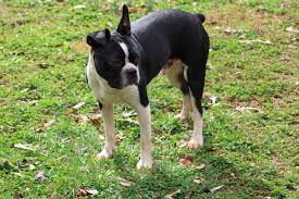 Boston Terrier | Ancare Veterinary Hospital