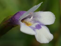 Image result for Torenia thouarsii