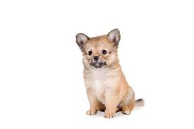 Lovers of small dogs everywhere will adore the pomchi, a pomeranian chihuahua mix dog breed. Information About The Pomeranian Chihuahua Mix Dogable