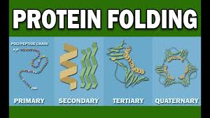 نتیجه جستجوی لغت [folding] در گوگل