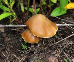 Pin On Psilocybe List Lookalikes