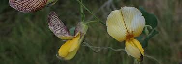 Image result for Pearsonia cajanifolia