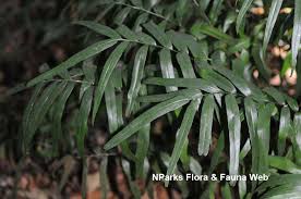 Image result for Lindsaea ensifolia