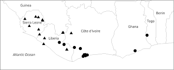 Image result for Hypselodelphys