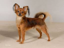 Top 50 Smallest Dog Breed In The World Cute Sweet Lovable In 2020 Dog Breeds Tiny Dog Breeds Tiny Dogs
