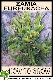 Image result for Alafia zambesiaca