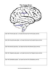Color Parts Of The Brain And Answer Questions About Some Of The Different Brain Parts In This Free Human Brain Homeschool Worksheets Free Homeschool Printables