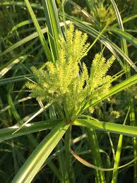Image result for Cyperus nuerensis