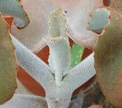 Image result for Kalanchoe hametiorum