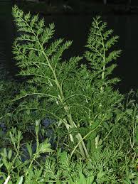 Image result for Ceratopteris thalictroides