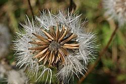 Image result for Crepis