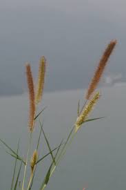 Image result for Cenchrus unisetus